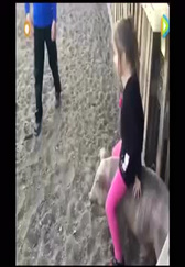当骑猪成为一种时尚，看世界各地骑猪趣事！
