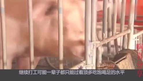 电子游艺平台
降价赚到钱的是养猪户还是卖电子游艺平台
的?