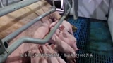 马云智能养电子游艺网站
，年产1000万头，这是怎样做到的？