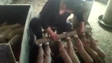 仔猪喂奶现场，场面控制不住了！
