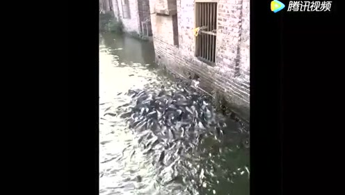 养猪大户自从建了这个鱼塘，效益翻了！