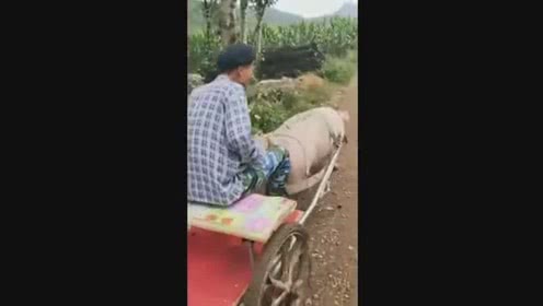 大叔把猪当牛使,让它拉车,猪愤怒了一路破口大骂！