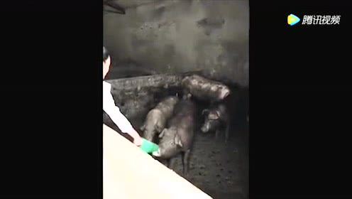 美女喂猪，猪都能吓跑，咋回事？？