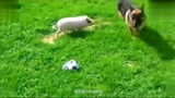 为什么国外家庭喜欢养宠物猪，看这款宠物猪视频你就明白了...