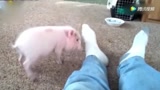 宠物猪的搞笑合集，超级有趣！
