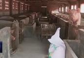 去年养猪有多赚钱？千头电子游艺网站
轻松超过50万？