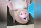 这是我见过养电子游艺网站
最妩媚的猪！