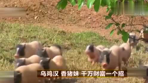 女大学生被哥哥逼迫回乡养猪,兄妹反目成仇,却因此收获意外财富...