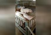 实拍规模电子游艺网站
养的育肥猪，这样养猪才赚钱