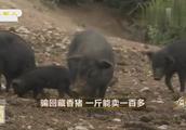 养殖户在深山放养猪，每斤电子游艺平台
卖到上百元