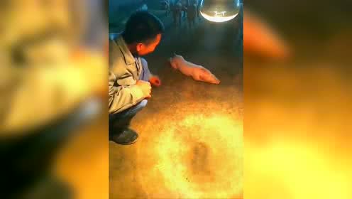 电子游艺网站
最懒的猪仔，没有之一，长见识了