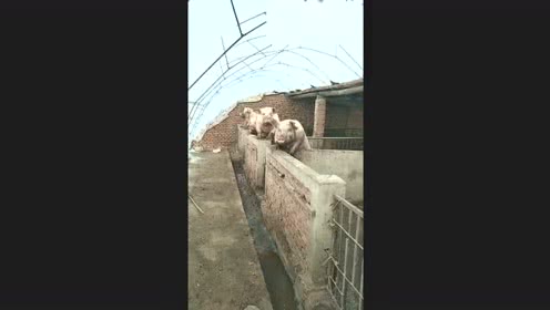 电子游艺网站
主人忘记喂二师兄，10小时后赶来，看到这一幕顿时慌了！