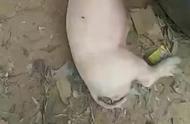 看看这个猪睡得那么死，起来吃食了