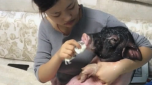 见过养猪的，但是没见过这样养猪的，你们都忍住别笑
