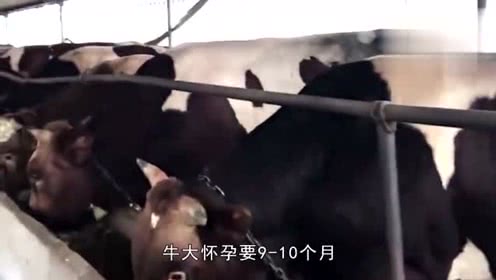 明明牛肉更值钱值钱，为什么农民却都去养猪？今天终于懂了