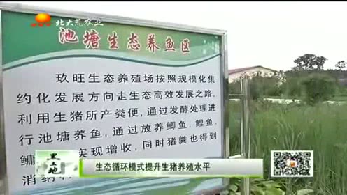 养猪养出新思路,一整套循环养殖新模式值得借鉴