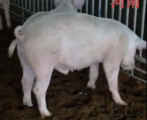 养电子游艺网站应如何建造猪舍