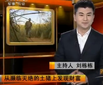 从濒临灭绝的土猪上发现财富