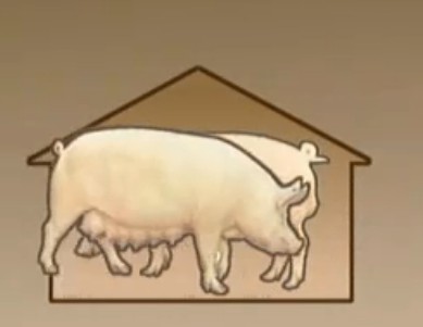 养猪技术5-6讲（新伟科种猪）