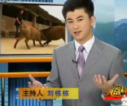 野猪相伴 越挫越勇