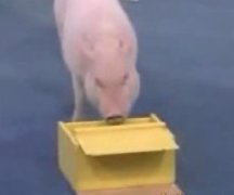宠物猪