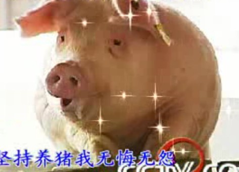 养猪梦想会实现