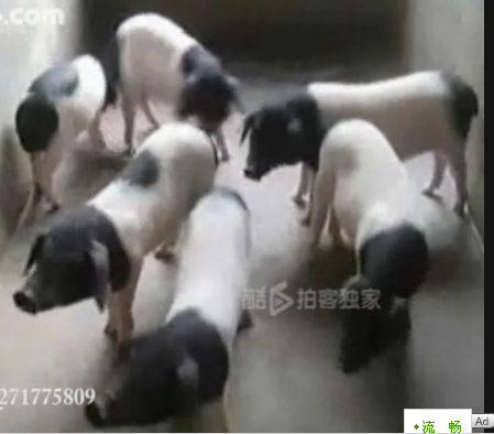 漂亮女大学生来养猪