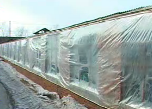  养猪养殖技术 种猪繁殖