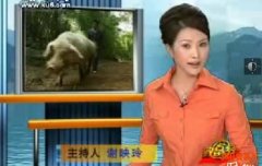 证券分析师 种猪致富