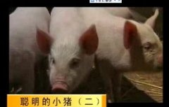 聪明的小猪（二）