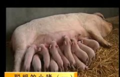 聪明的小猪（一）
