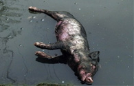 湖南漂死猪