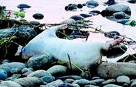 各种地方漂死猪
