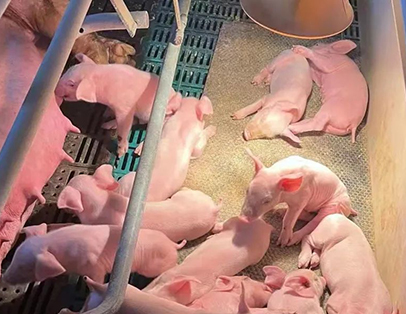 中国电子游艺网站下载安装