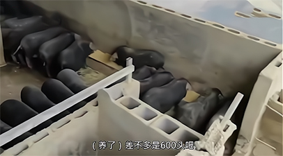 中国电子游艺网站下载安装