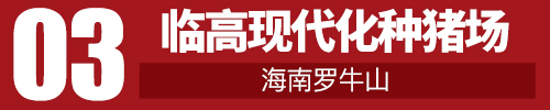临高现代化种电子游艺网站
