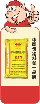 双胞胎
