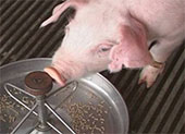 造成母猪产后不食症的原因及防治