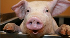 夏秋交替电子游艺网站
应注意这些疾病的防控