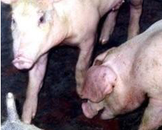 猪气喘病的治疗方案