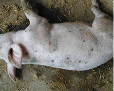 猪肺疫的防治方案