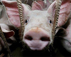 如何防范猪流感集中爆发