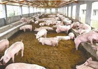冬季猪舍有哪些取暖方法