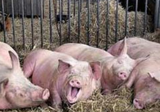 冬季猪舍通风设备