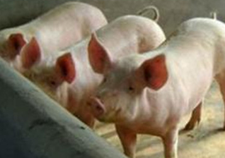 冬季养猪的注意事项