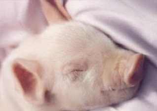 冬季猪舍保温方法