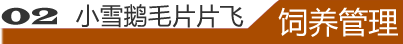 饲养管理