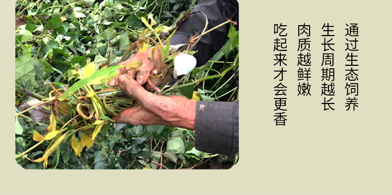 中国电子游艺网站下载安装
