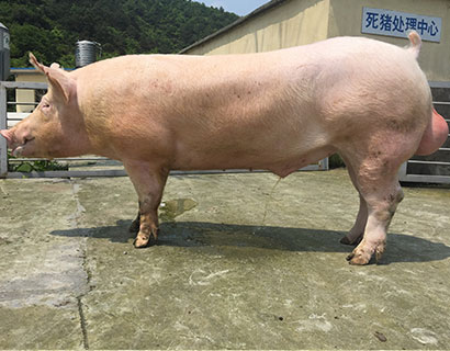 杜洛克公猪