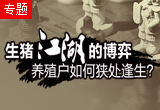生猪“江湖”的博弈 养殖户如何狭处逢生？